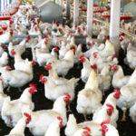 The collapse of the poultry sector looms, putting 25 million jobs at risk for farmers.