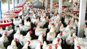 Read more about the article The collapse of the poultry sector looms, putting 25 million jobs at risk for farmers.