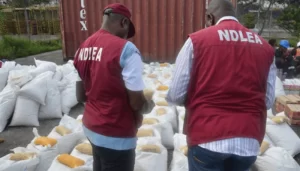 Read more about the article “Edo State sees the arrest of 30 individuals suspected of drug dealing by the NDLEA.”