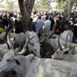 Police Neutralize Armed Robber, Arrest Three Others And Recover Four Stolen Cows In Gombe