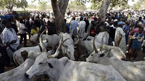 Read more about the article Police Neutralize Armed Robber, Arrest Three Others And Recover Four Stolen Cows In Gombe