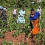 Tinubu and Ribadu Receive Praise for Enhancing Security and Encouraging Farmers to Return to Their Farms