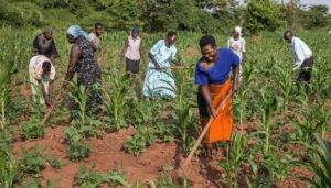 Read more about the article Tinubu and Ribadu Receive Praise for Enhancing Security and Encouraging Farmers to Return to Their Farms